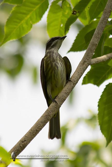 Tuquito chico (Piratic Flycatcher) Legatus leucophaius