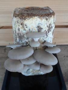 ¿Te han regalado un kit para cultivar setas? He aquí los resultados. SAM_1993