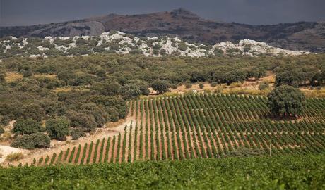 Vinos de Ronda: desde el siglo I a.C. hasta hoy. CORTIJO_LOS_AGUILARES_VIÑEDO_ENCINAR. Ronda