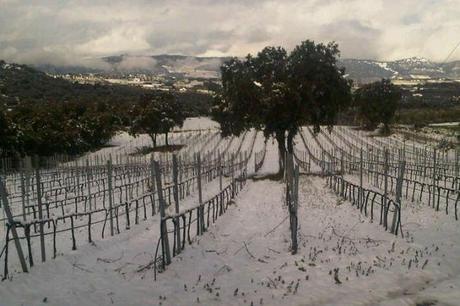 Vinos de Ronda: desde el siglo I a.C. hasta hoy. Bodegas Lunares. Ronda
