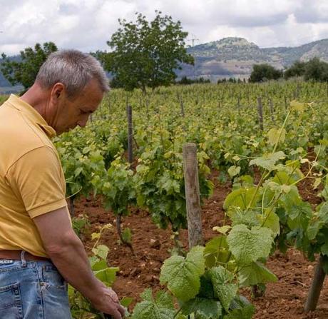 Vinos de Ronda: desde el siglo I a.C. hasta hoy. Juan-Manuel-Vetas. Ronda