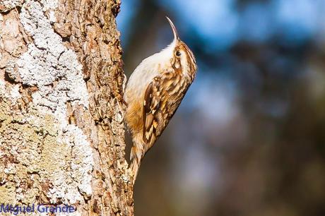 PAJAREANDO EN EL PARQUE DE LA TACONERA DE PAMPLONA-BIRDING TACONERA PARK OF PAMPLONA