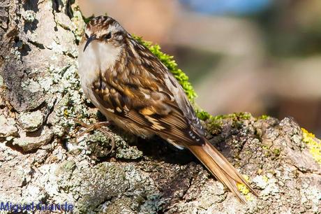 PAJAREANDO EN EL PARQUE DE LA TACONERA DE PAMPLONA-BIRDING TACONERA PARK OF PAMPLONA