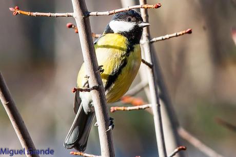 PAJAREANDO EN EL PARQUE DE LA TACONERA DE PAMPLONA-BIRDING TACONERA PARK OF PAMPLONA