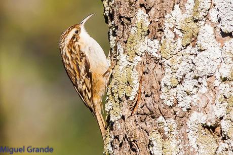 PAJAREANDO EN EL PARQUE DE LA TACONERA DE PAMPLONA-BIRDING TACONERA PARK OF PAMPLONA