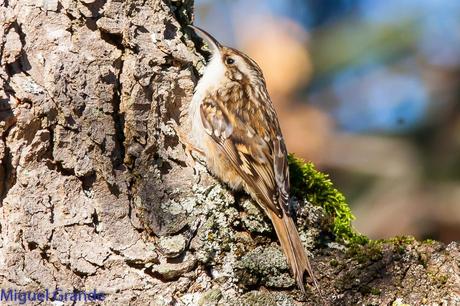 PAJAREANDO EN EL PARQUE DE LA TACONERA DE PAMPLONA-BIRDING TACONERA PARK OF PAMPLONA