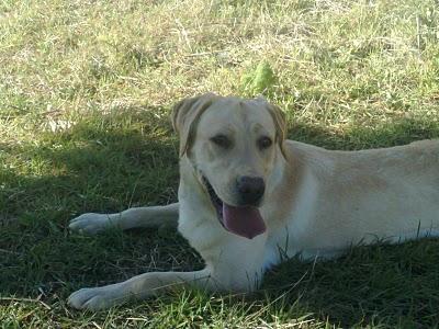 De asistentas, yayas y conductores. De asistentas, yayas y conductores.