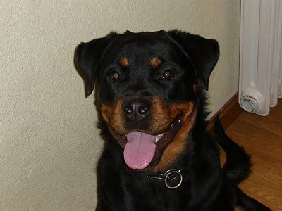 De asistentas, yayas y conductores. De asistentas, yayas y conductores.