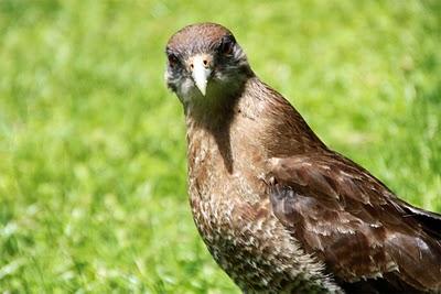 Un Lugar en el Mundo: San Martin de los Andes, Argentina. Parte 2 Un Lugar en el Mundo: San Martin de los Andes, Argentina. Parte 2