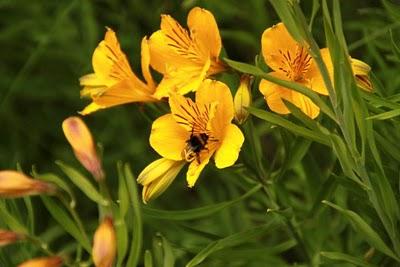 Un Lugar en el Mundo: San Martin de los Andes, Argentina. Parte 2 Un Lugar en el Mundo: San Martin de los Andes, Argentina. Parte 2