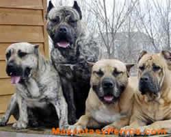 Fotos de perros presa canarios Fotos de perros presa canarios