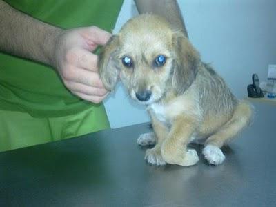 Cachorra tirada por ventanilla urge operarla fractura abierta. (SEVILLA)