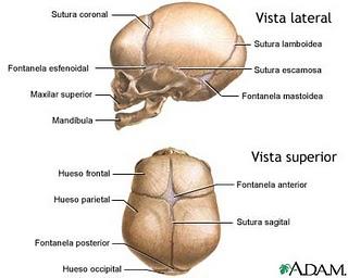 Las fontanelas del bebé Las fontanelas del bebé