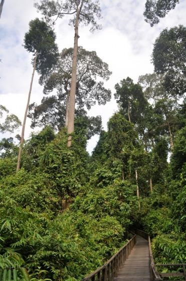 Aqui están los Orangutanes