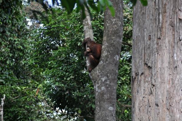 Aqui están los Orangutanes