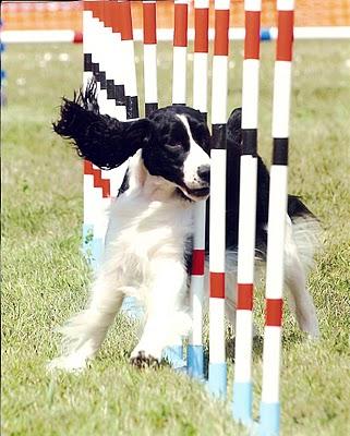 L'AGILITY-DOG L'AGILITY-DOG