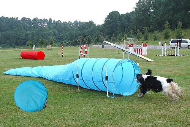 L'AGILITY-DOG L'AGILITY-DOG