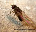 La mosca del vinagre, modelo para la investigación de las enfermedades renales