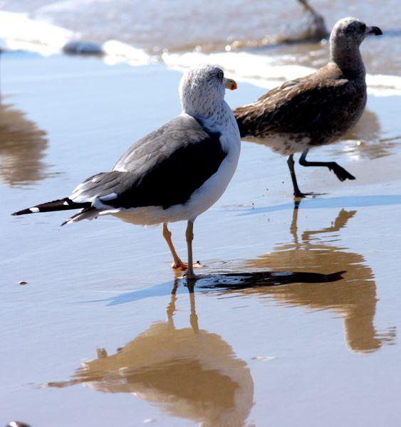 GAVIOTAS EN DOÑANA-MATALASCAÑAS