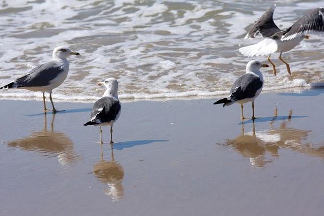 GAVIOTAS EN DOÑANA-MATALASCAÑAS