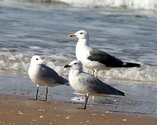 GAVIOTAS EN DOÑANA-MATALASCAÑAS