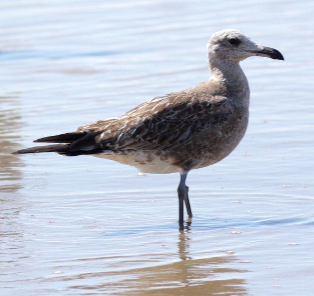 GAVIOTAS EN DOÑANA-MATALASCAÑAS