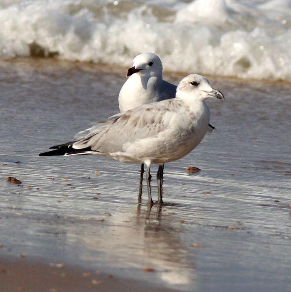 GAVIOTAS EN DOÑANA-MATALASCAÑAS