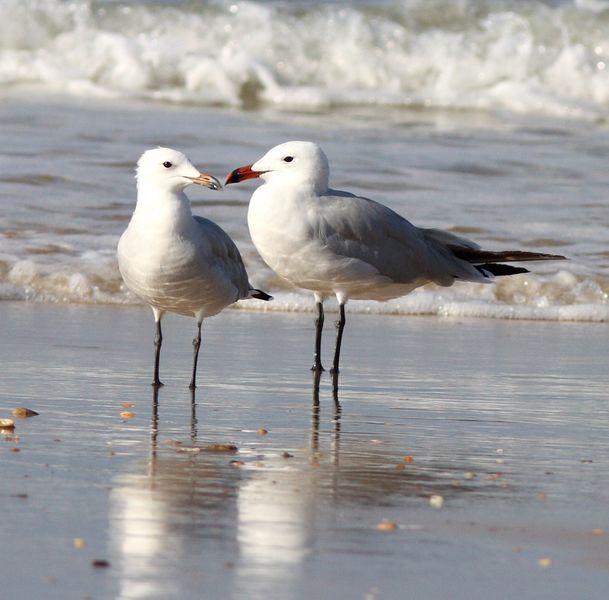 GAVIOTAS EN DOÑANA-MATALASCAÑAS