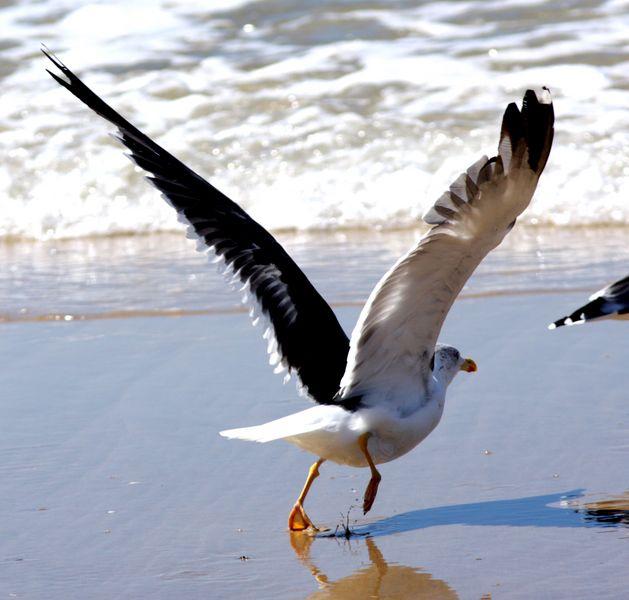 GAVIOTAS EN DOÑANA-MATALASCAÑAS