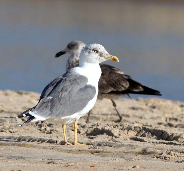 GAVIOTAS EN DOÑANA-MATALASCAÑAS