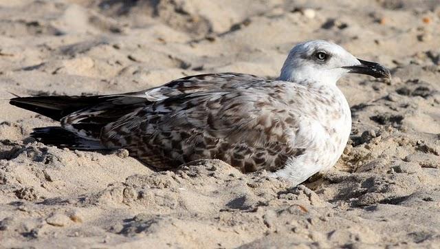 GAVIOTAS EN DOÑANA-MATALASCAÑAS