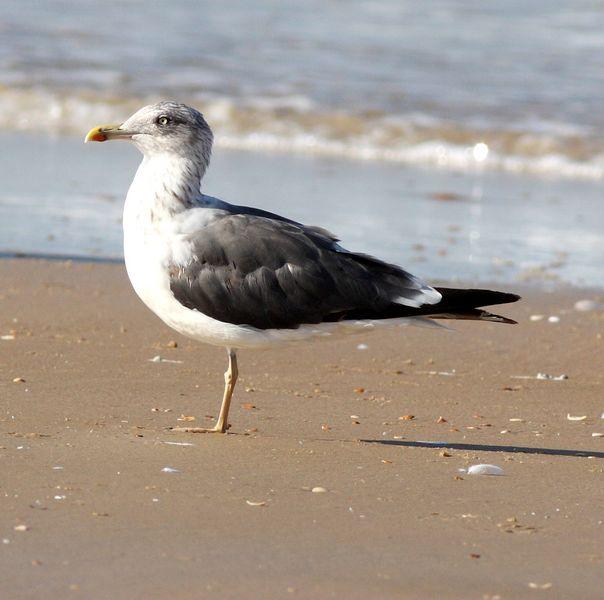 GAVIOTAS EN DOÑANA-MATALASCAÑAS