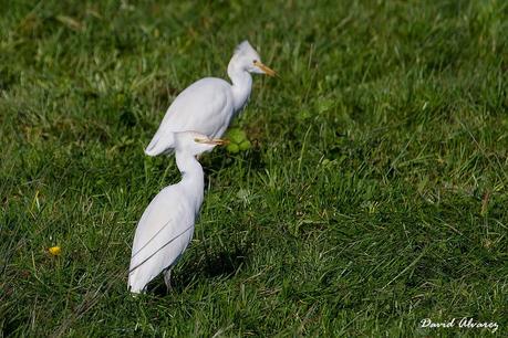 Despidiendo el año entre eideres y barnaclas cariblancas. Despidiendo el año entre eideres y barnaclas cariblancas.