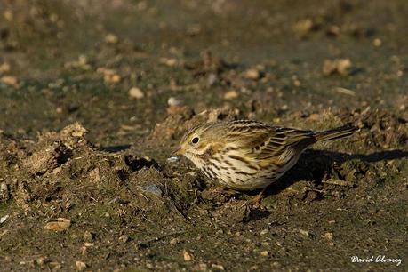 Despidiendo el año entre eideres y barnaclas cariblancas. Despidiendo el año entre eideres y barnaclas cariblancas.