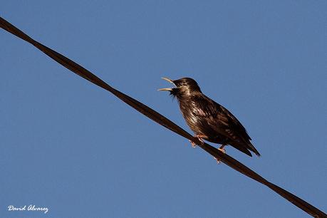 Despidiendo el año entre eideres y barnaclas cariblancas. Despidiendo el año entre eideres y barnaclas cariblancas.