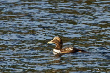 Despidiendo el año entre eideres y barnaclas cariblancas. Despidiendo el año entre eideres y barnaclas cariblancas.