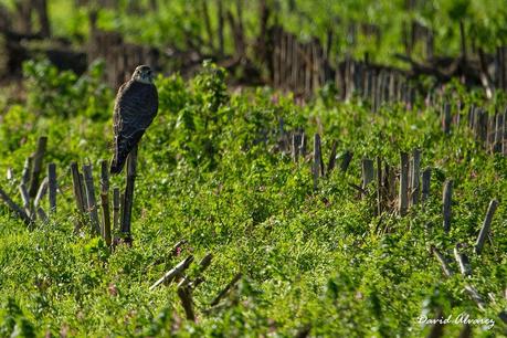 Despidiendo el año entre eideres y barnaclas cariblancas. Despidiendo el año entre eideres y barnaclas cariblancas.