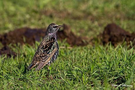 Despidiendo el año entre eideres y barnaclas cariblancas. Despidiendo el año entre eideres y barnaclas cariblancas.
