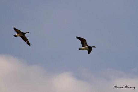 Despidiendo el año entre eideres y barnaclas cariblancas. Despidiendo el año entre eideres y barnaclas cariblancas.