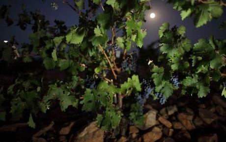 OS PRESENTAMOS A BODEGAS “PAGO DE LOS BALANCINES” (D.O. RIBERA DEL GUADIANA) viñedo