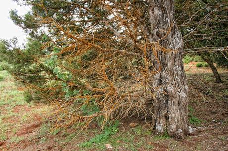 De paseo por las Lagunas de Ruidera Sabinas cerca de Villahermosa. Autor, acusticalennon