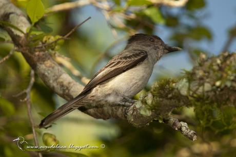 Suirirí silbón (Sirystes) Sirystes sibilator Suirirí silbón (Sirystes) Sirystes sibilator