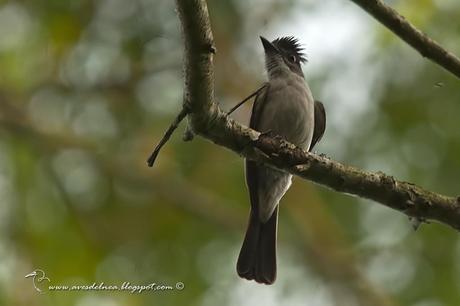 Suirirí silbón (Sirystes) Sirystes sibilator Suirirí silbón (Sirystes) Sirystes sibilator