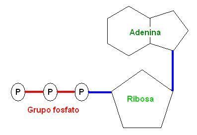 ATP energía fotosintesis anabolismo