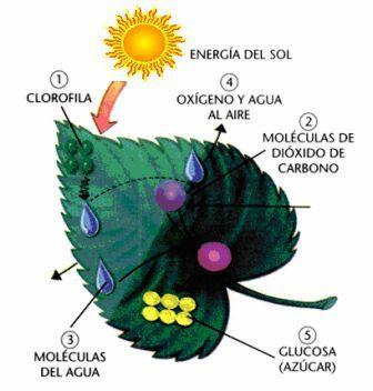 celula eucariota cloroplasto vegetales clorofila fotosintesis