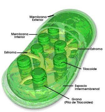 celula eucariota cloroplasto vegetales clorofila fotosintesis
