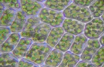 celula eucariota cloroplasto vegetales clorofila fotosintesis