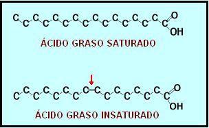 acido graso saturado insaturado