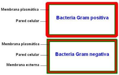 CLASIFICACION DE LOS SERES VIVOS bacteria enfermedad gram positiva gram negativa pared celular