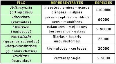 CLASIFICACION DE LOS SERES VIVOS reino dominio bacterias hongos plantas animales cianobacterias arqueobacterias genero especie clase